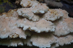 Climacodon septentrionalis