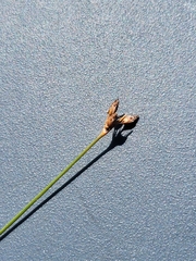 Rhynchospora plumosa