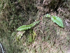 Polystichum lonchitis