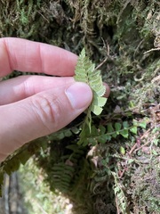 Polystichum lonchitis
