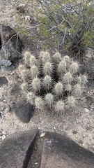 Echinocereus engelmannii engelmannii