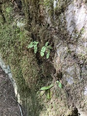 Polystichum lonchitis