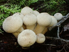 Apioperdon pyriforme