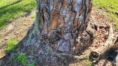 Pinus elliottii