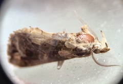 Plusiodonta compressipalpis