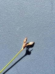 Rhynchospora plumosa