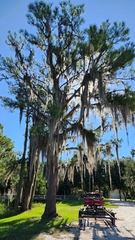 Pinus elliottii