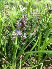Liriope