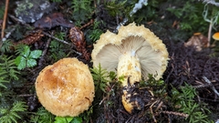 Lactarius repraesentaneus