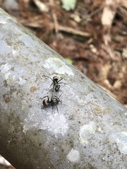Polyrhachis
