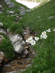 Anemonastrum fasciculatum