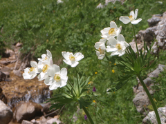 Anemonastrum fasciculatum