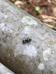 Polyrhachis