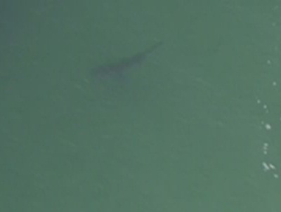 Carcharhinidae