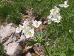 Anemonastrum fasciculatum