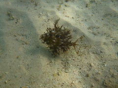 Chaetodermis penicilligerus