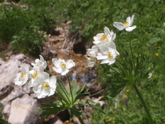 Anemonastrum fasciculatum