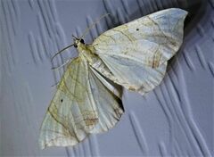 Eulithis diversilineata