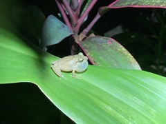 Pseudophilautus popularis