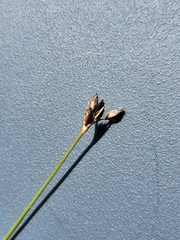 Rhynchospora plumosa