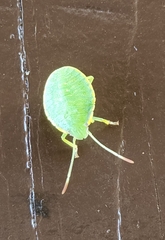 Chinavia marginata