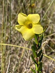 Angadenia berteroi