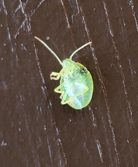 Chinavia marginata
