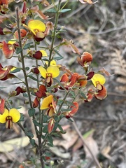 Bossiaea cinerea