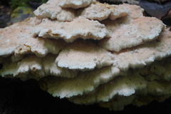 Climacodon septentrionalis