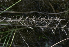 Eragrostis variabilis