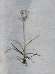 Cyperus rotundus