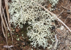 Cladonia confusa