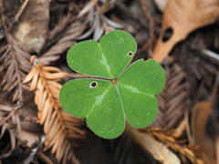 Oxalis oregana