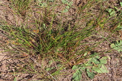 Juncus tenuis