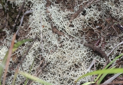 Cladonia confusa