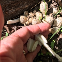 Coprinopsis