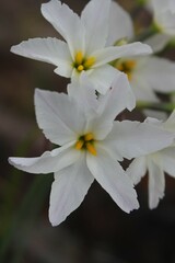 Leucocoryne ixioides