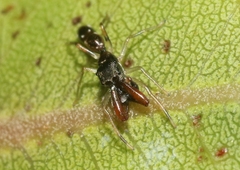 Myrmarachne nigella