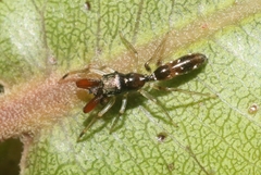 Myrmarachne nigella