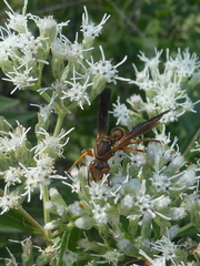 Polistes rubiginosus