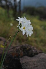 Leucocoryne ixioides