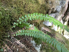 Polystichum lonchitis