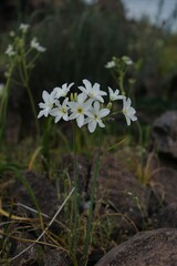 Leucocoryne ixioides