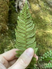 Polystichum lonchitis