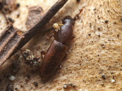 Monotomidae