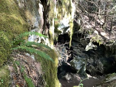 Polystichum lonchitis