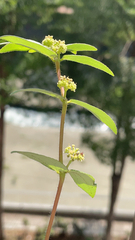 Euphorbia hirta