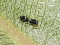 Myrmarachne nigella