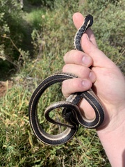 Thamnophis elegans elegans