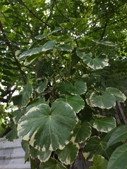 Polyscias scutellaria